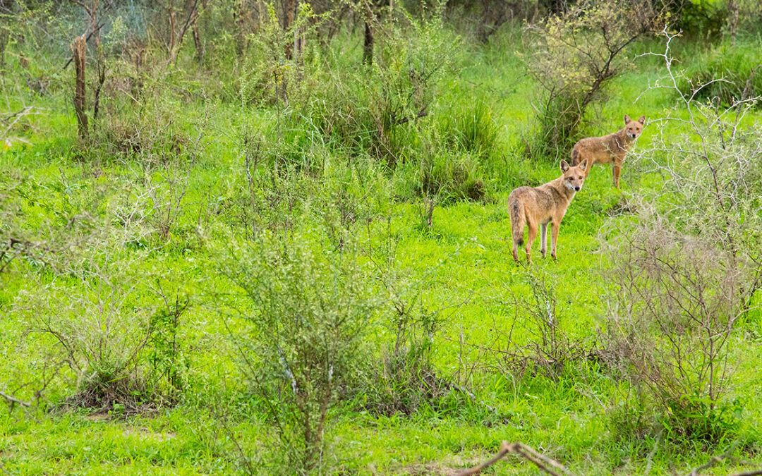 Gaga Wildlife Sanctuary