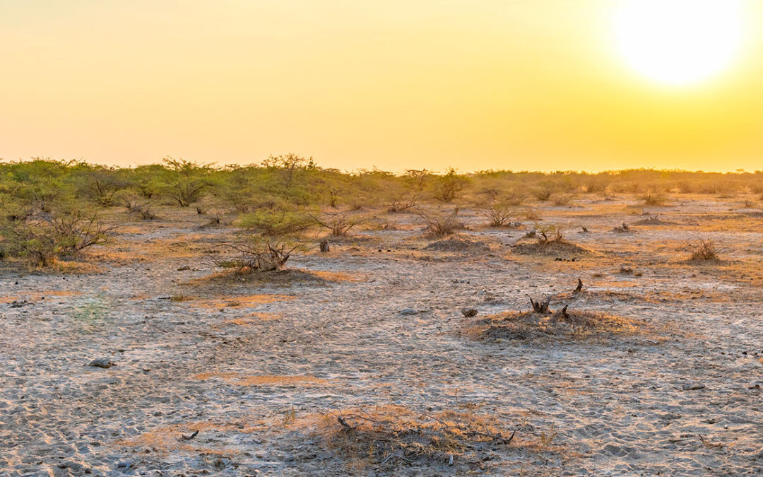 Kutch Desert Sanctuary