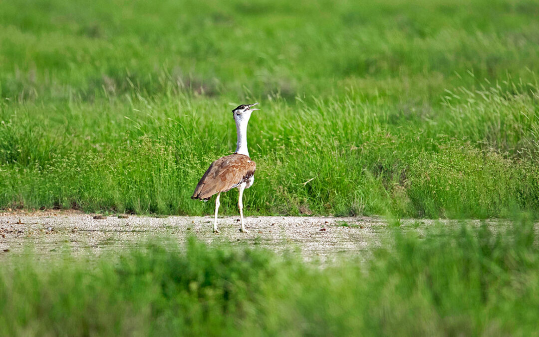 The Great Indian Bustard Sanctuary