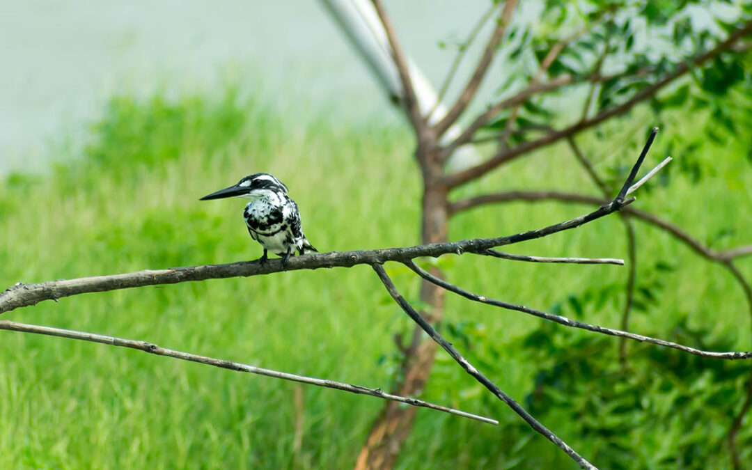 Porbandar Bird Sanctuary