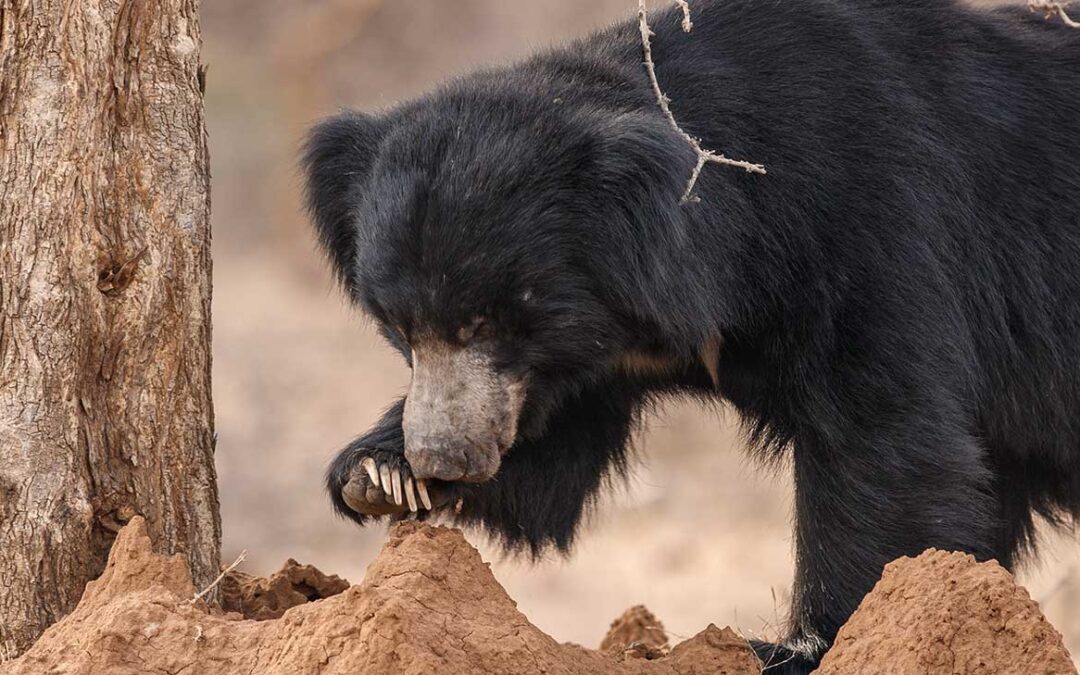 Ratanmahal Sloth Bear Sanctuary