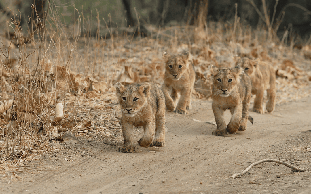 Gir National Park