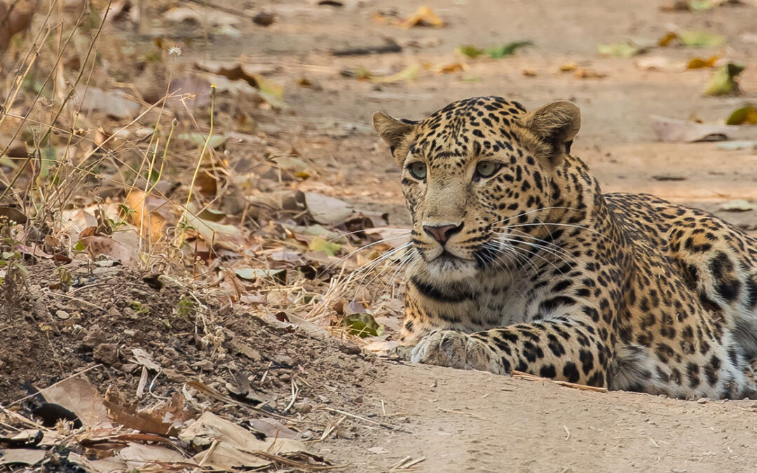 Vansda National Park