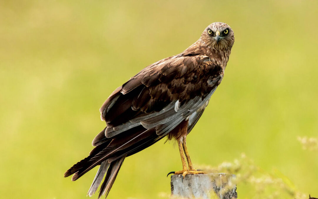 Velavadar Bird Sanctuary