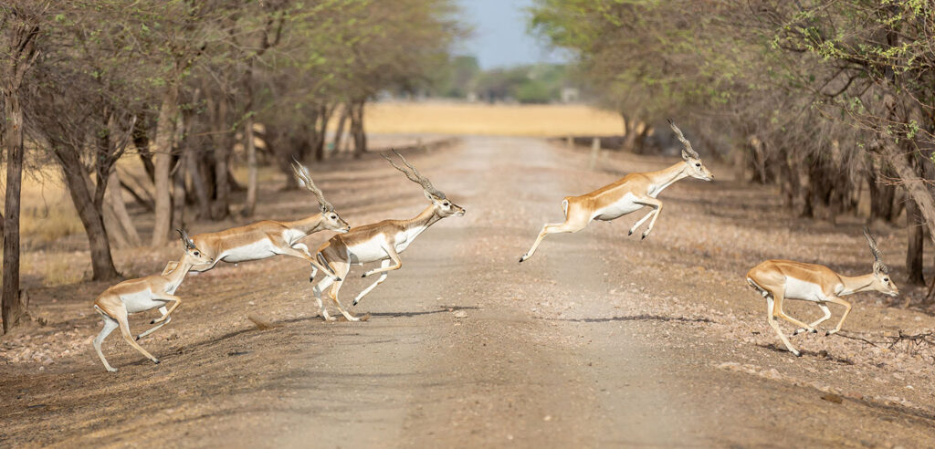 Velavadar-Blackbuck-National-Park-1 (1)