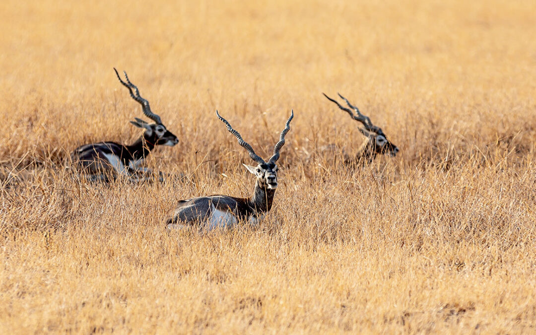 Velavadar Blackbuck National Park