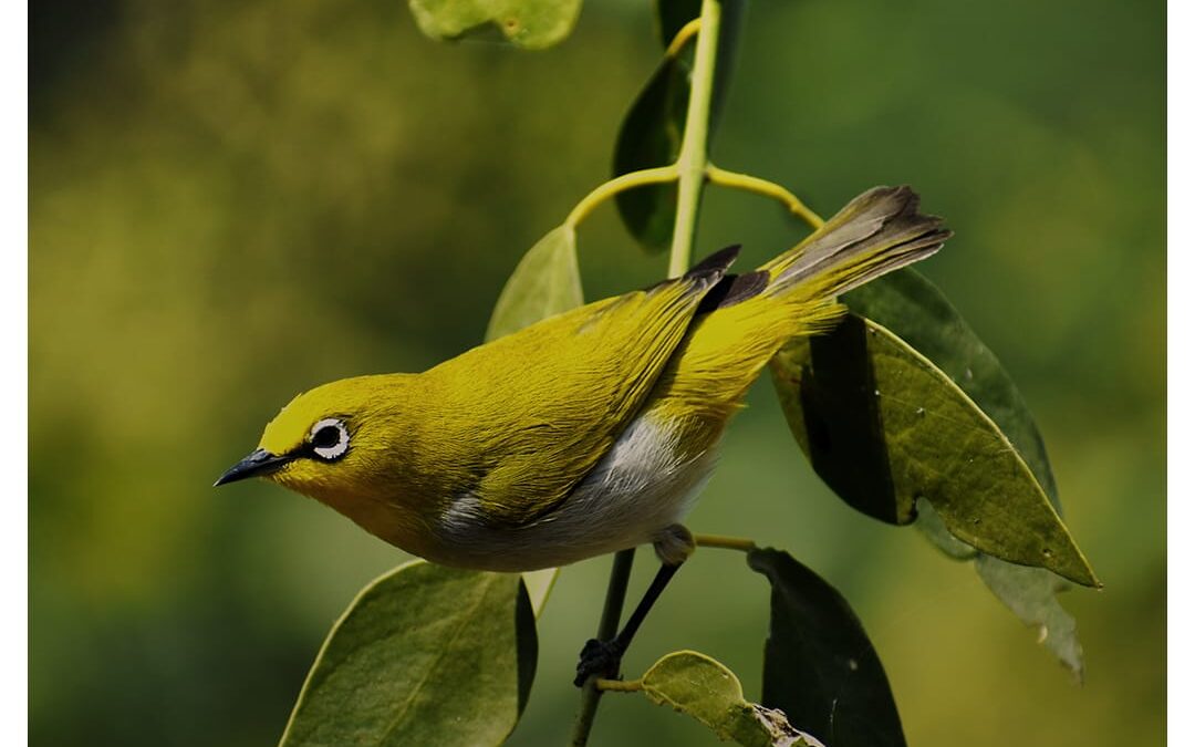 Khijadia Bird Sanctuary